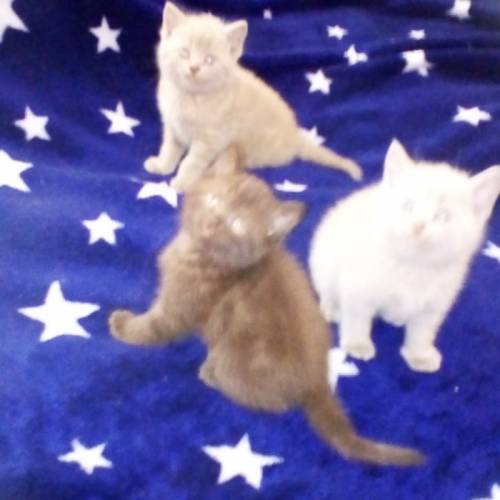 Шотландские котята.Игривые малыши.