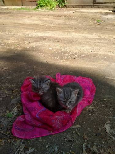Отдам в хорошие руки