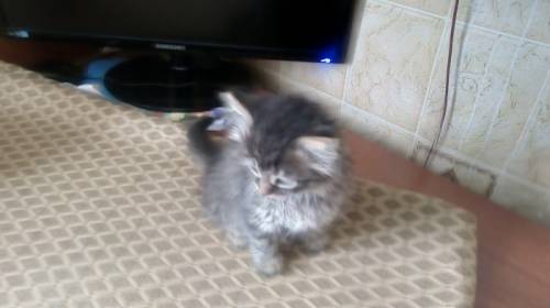 Котёнка в дар