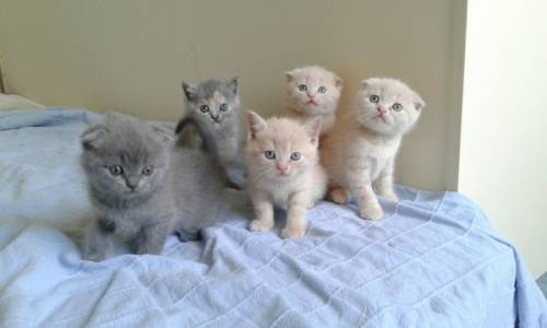 Котята шотландские вислоухие и прямоухие