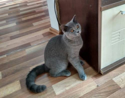 Котик  замечательный и умный