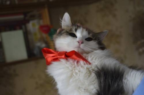Кошечка Мурочка