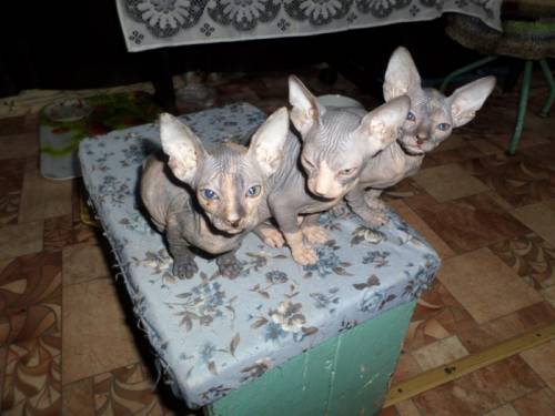 Продам котят донской сфинкс