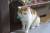 Котик Рыжулькин