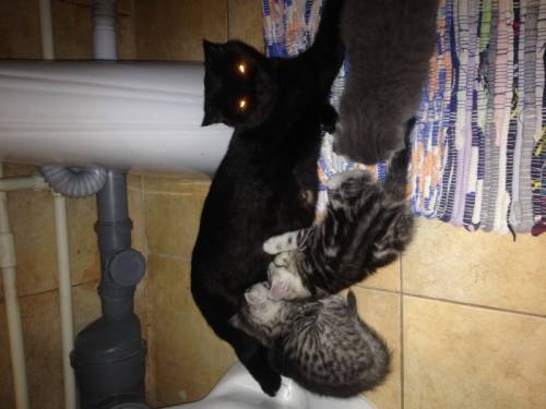 Продаю котят шотландских