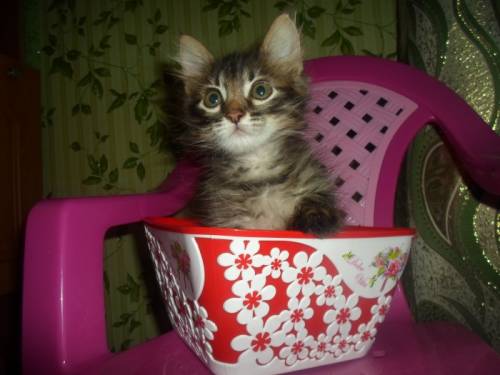 Котенок в дар.