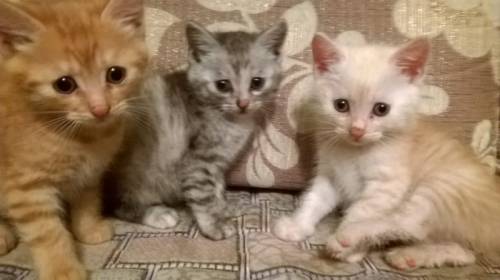 котята породы Курильский бобтейл