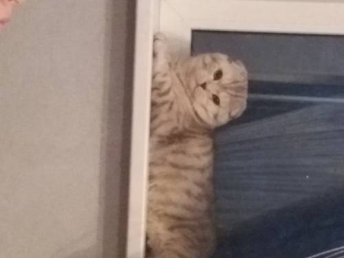 Вязка шотландских кошек