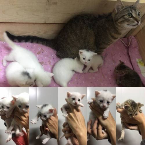 Красивые котята белого окраса
