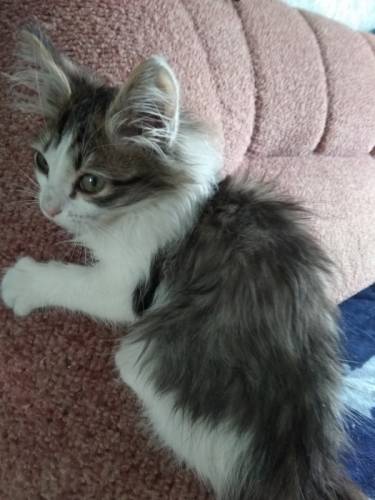Котёнок в дар.