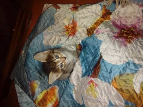 Отдам котят в добрые руки