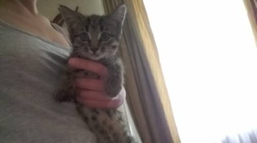 Отдади котенка в добрые руки бесплатно 