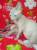Котик Донского сфинкса
