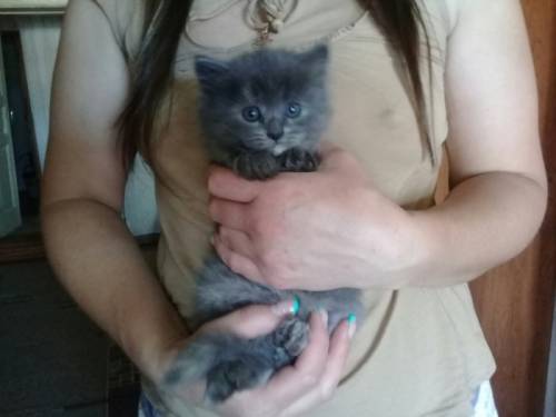 продам персидских котят