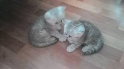 Шотландские клубные котята