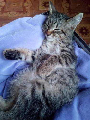 Котёнок ищет дом