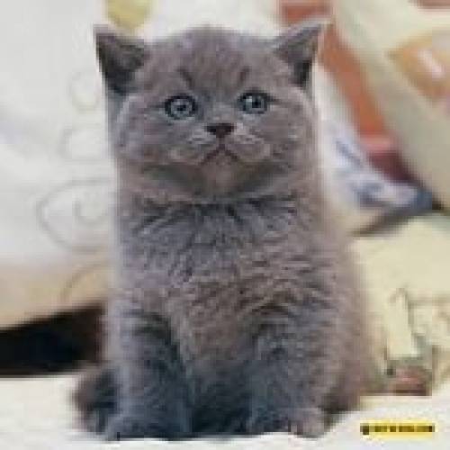 продам котенка шотландской породы