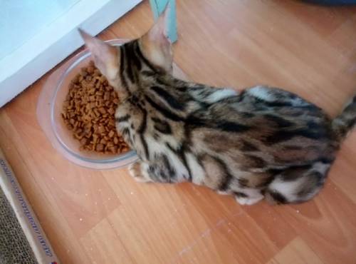 Бенгальские котята в домашние любимцы
