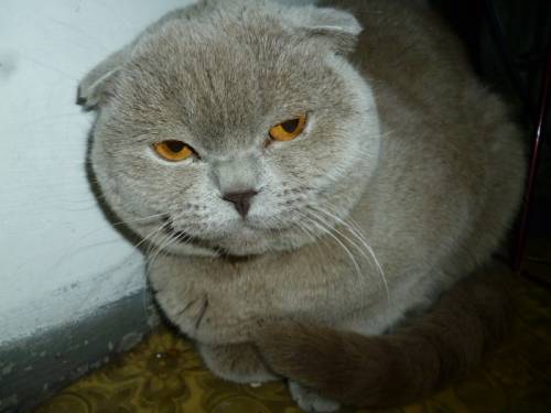 кот вислоухий голубой