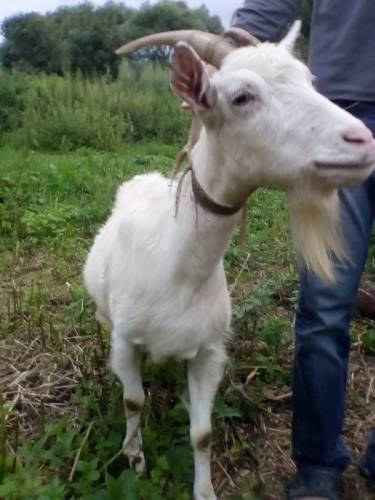 Продам дойную козу срочно