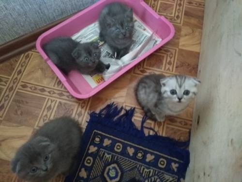 Продам британских котят