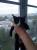 Котенок ищет дом