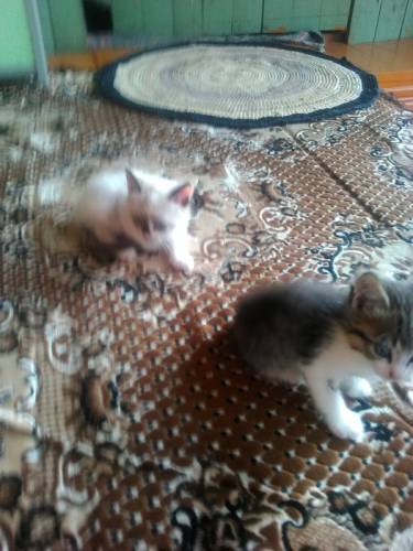 Котята  отдам бесплатно