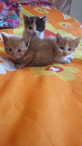 Отдам котят в хорошие руки