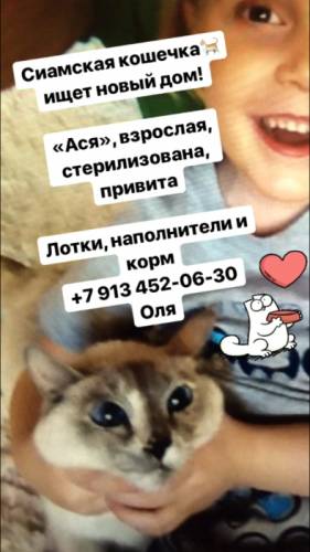 Кошку стерилизованную в добрые руки даром