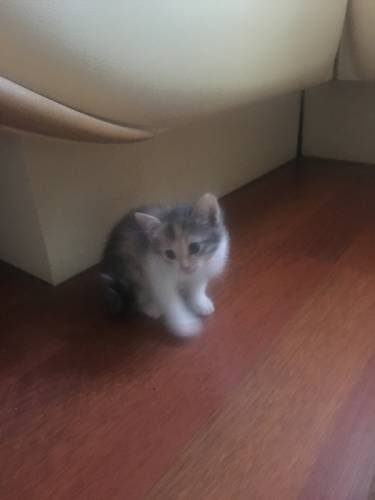 Прелестный котёнок в добрые руки
