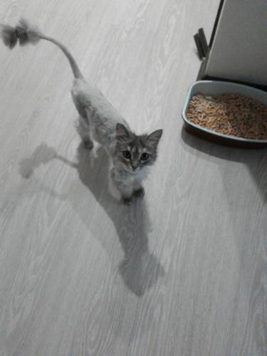Отдам кошечку в добрые руки. 