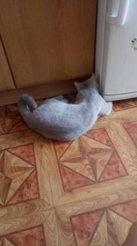 Ищем британского кота для вязки