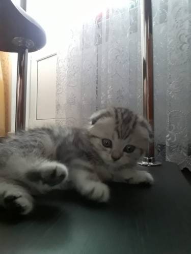 Продам шотландского  котика