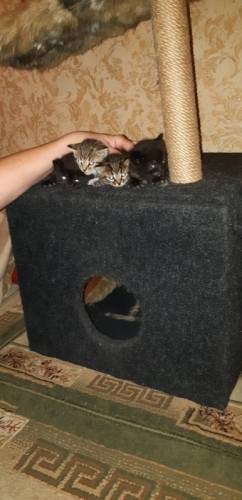 4 месячных котенка
