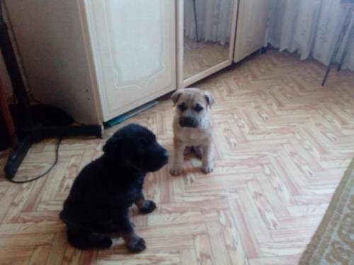 В добрые руки