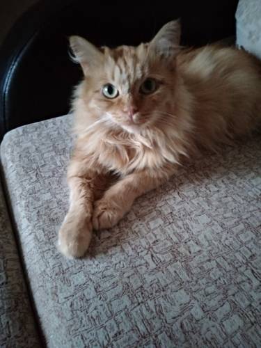 Кошечка ждет хозяина