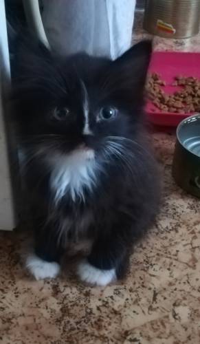 Котятам очень нужен дом