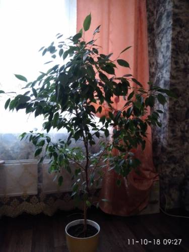 Продам фикус Бенджамина