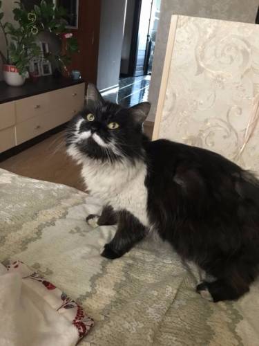 отдам кошку в добрые руки