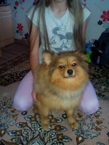 Породам собачку шпиц немецкий