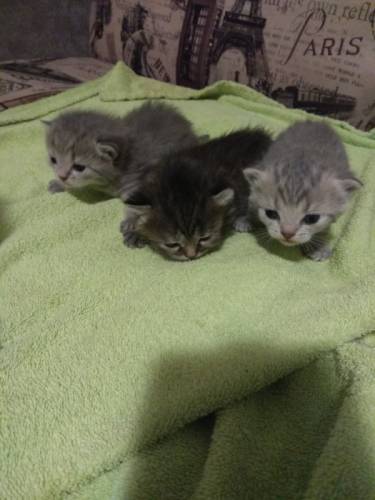 Шотландские красивые котята