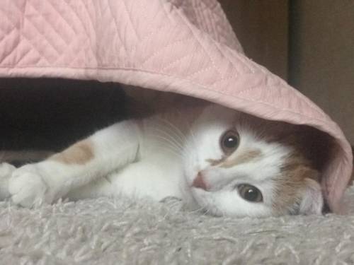 Пристраиваю котика в добрые руки