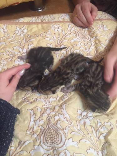 Продам бенгальских котят