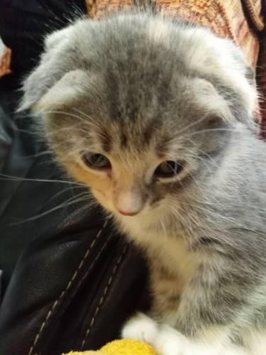 Продаются котята шотландский вислоухой кошки
