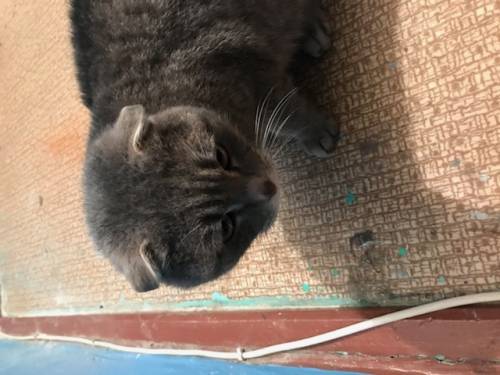 Отдам кота в добрые руки