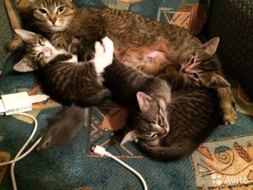 Котята в добрые руки!