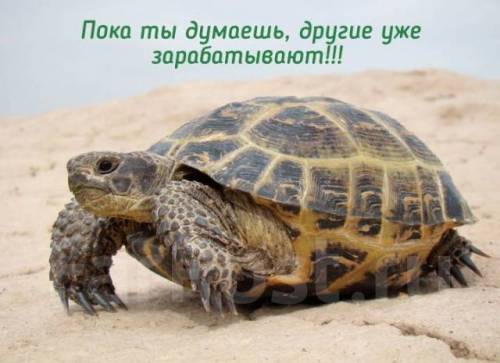 Реальный заработок с первых дней