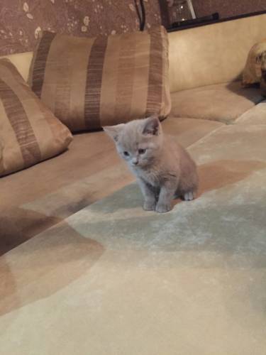 шотландские котята