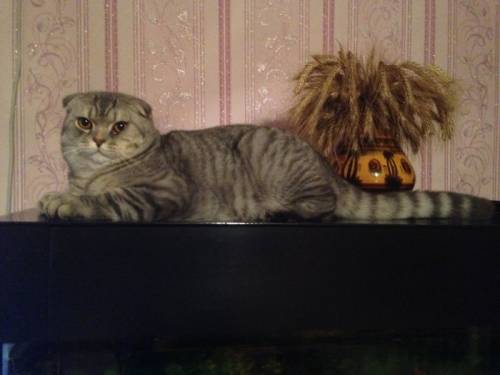 Вязка с шотландским котом.