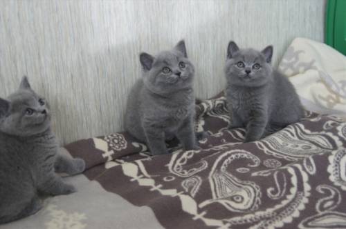 продаются британские котята